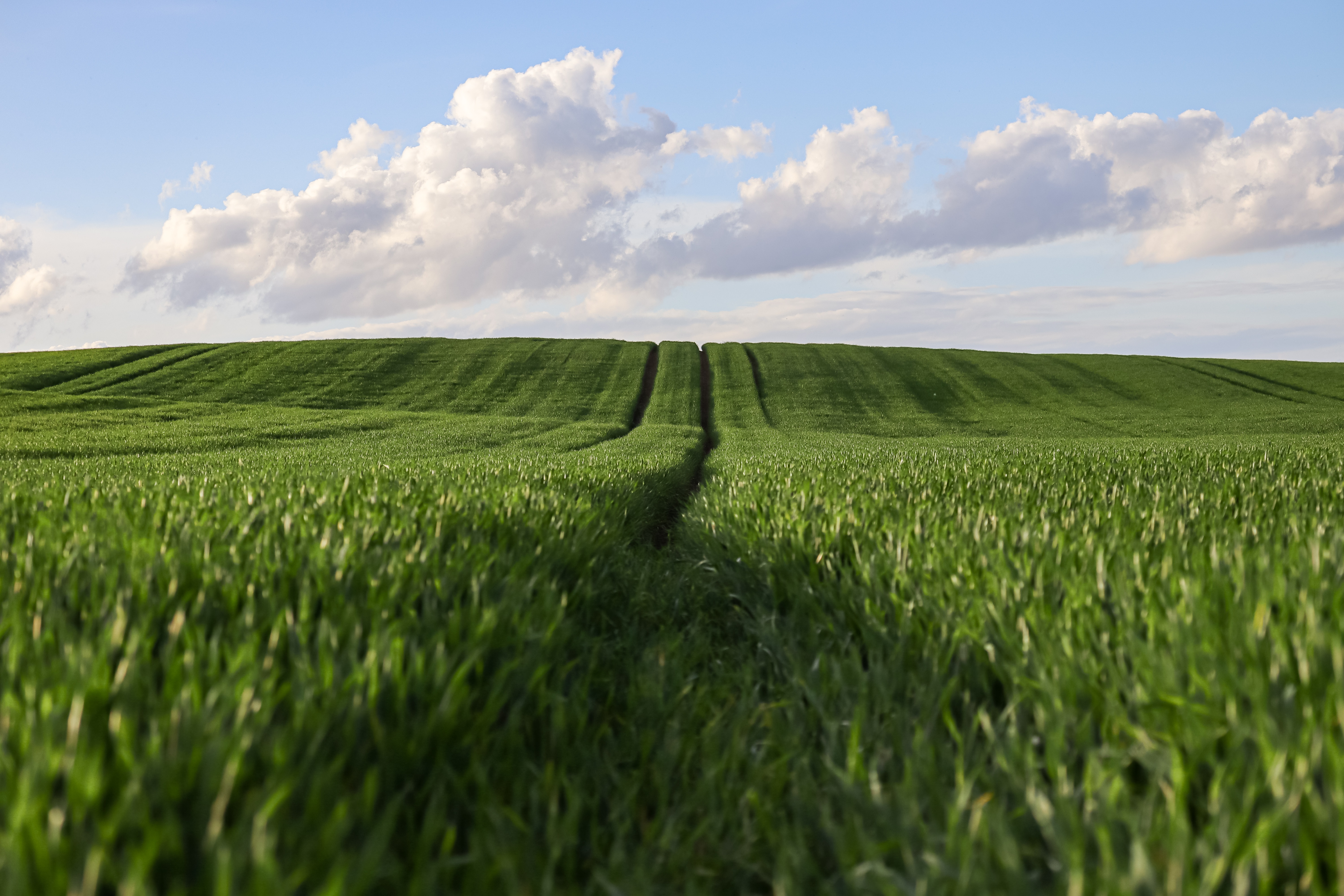 Campo de trigo dourado em colheita